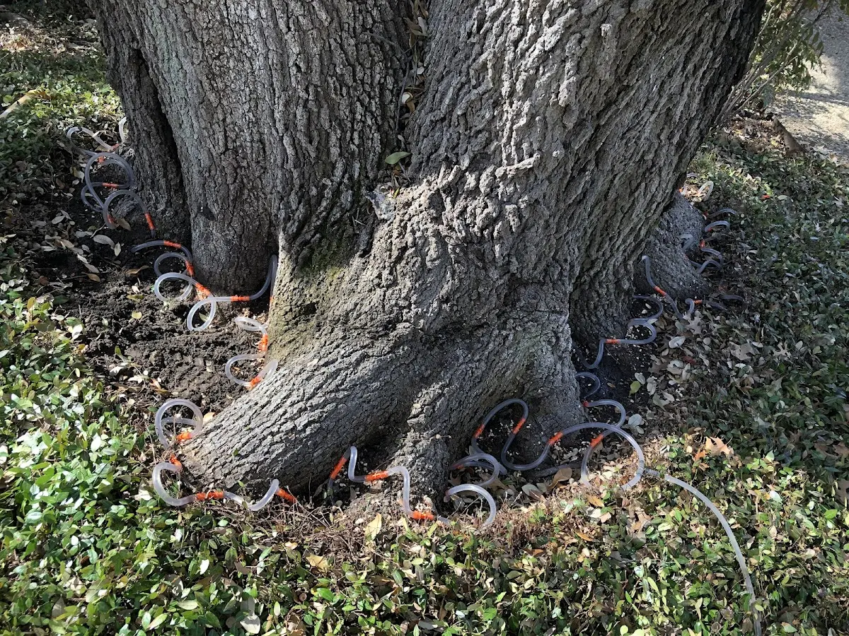 Detailed Tree Cabling and Bracing job site in Pineville