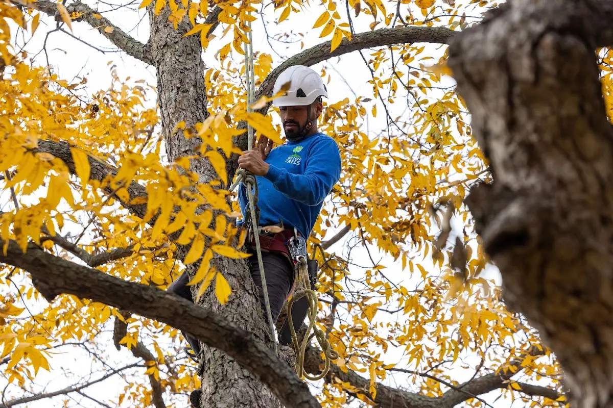 Skilled Tree Transplanting crew working in Pineville
